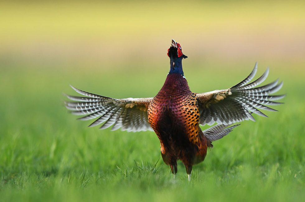 Spring Is Here Korkow Ranch Pheasant Hunting spring-is-here-korkow-ranch-pheasant-hunting