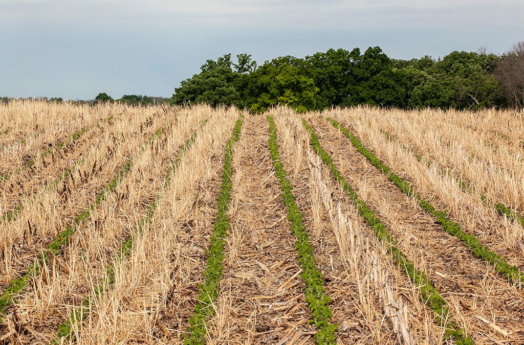 Cover Crop