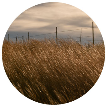 2021---- More CRP Trees and CRP grass